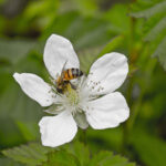 Closeup shot of a bee pollinating a white flower