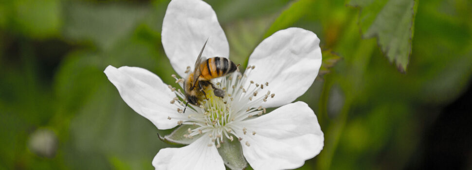 Anzeige: Warum Manukahonig mehr ist als ein Trend