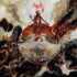 APOSTLE – A Splinter in the Infinite Noumenon